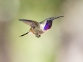 Lucifer Hummingbird - Ash Canyon Bird Sanctuary, Cochise County, Arizona - May 9, 2023