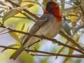 Red-faced Warbler - Pinery Canyon - Cochise County, Arizona - May 14, 2023