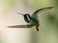 White-eared Hummingbird - 	Miller Canyon - Beatty's Guest Ranch, Cochise County, Arizona - May 11, 2023