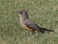 Say's Phoebe - Cochise College (Sierra Vista Campus)  - Cochise County, Arizona, May 2, 2023