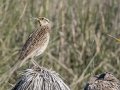 Chihuahuan Meadowlark - Las Cienegas NCA--South Entrance (Santa Cruz Co.)  - Santa Cruz County, Arizona, May 6, 2023