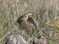 Chihuahuan Meadowlark - Las Cienegas NCA--South Entrance (Santa Cruz Co.)  - Santa Cruz County, Arizona, May 6, 2023