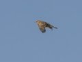 Lark Sparrow - Las Cienegas NCA--South Entrance (Santa Cruz Co.)  - Santa Cruz County, Arizona, May 6, 2023