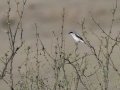 Loggerhead Shrike - Las Cienegas NCA--South Entrance (Santa Cruz Co.)  - Santa Cruz County, Arizona, May 6, 2023