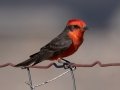 Vermillion Flycatcher - Cochise College (Sierra Vista Campus)  - Cochise County, Arizona, May 2, 2023