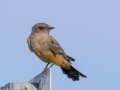 Say's Phoebe - Cochise College (Sierra Vista Campus)  - Cochise County, Arizona, May 2, 2023