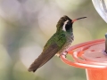 White-eared Hummingbird - 	Miller Canyon - Beatty's Guest Ranch, Cochise County, Arizona - May 11, 2023