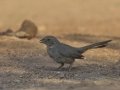 Canyon Towhee - De Anza Trail--Elephant Head Rd,  Pima County,  Arizona, June 5, 2018