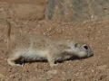 Round-tailed Ground Squirrel - Amado WTP. Pima County, Arizona, June 5, 2018