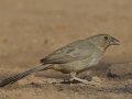 Canyon Towhee - De Anza Trail--Elephant Head Rd,  Pima County,  Arizona, June 5, 2018