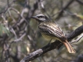 Sulphur-bellied Flycatcher - Madera Canyon - Whitehouse Picnic Area, Pima County, Arizona, June 7 2018
