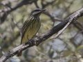 Sulphur-bellied Flycatcher - Madera Canyon - Whitehouse Picnic Area, Pima County, Arizona, June 7 2018