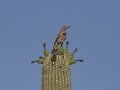 Gilded Flicker - Saguaro NP--West--Red Hills Visitors Center,  Pima County AZ,  June 4, 2018