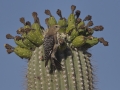 Gila Woodpecker  - De Anza Trail--Elephant Head Rd,  Pima County,  Arizona, June 5, 2018