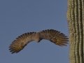 Gilded Flicker - Saguaro NP--West--Red Hills Visitors Center,  Pima County AZ,  June 4, 2018