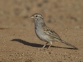 Rufous-winged Sparrow  - Amado WTP. Pima County, Arizona, June 5, 2018
