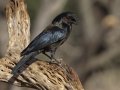 Bronzed Cowbird  - Amado WTP. Pima County, Arizona, June 5, 2018