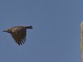 Gilded Flicker - Saguaro NP--West--Red Hills Visitors Center,  Pima County AZ,  June 4, 2018