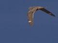 Lesser Nighthawk - Tucson Mountain Park