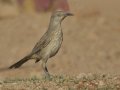 Bendire's Thrasher  - De Anza Trail--Elephant Head Rd,  Pima County,  Arizona, June 5, 2018