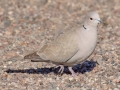Eurasian Collared-Dove  - West Hazen Road, Buckeye, AZ