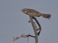 Lesser Nighthawk - Tucson Mountain Park