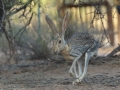 Antelope Jackrabbit -  Amado WTP. Pima County, Arizona, June 5, 2018