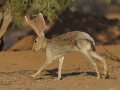 Antelope Jackrabbit - Amado WTP. Pima County, Arizona, June 5, 2018