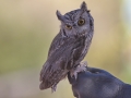 Western Screech-Owl captive at Arizona-Sonora Desert Museum, Tucson
