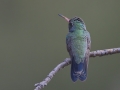 Broad-billed Hummingbird - Paton Center for Hummingbirds, Santa Cruz County, Arizona, June 9 2018