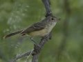 Hutton's Vireo, Barfoot Park, Cochise County, Arizona, June 13, 2018