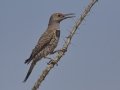 Gilded Flicker - Saguaro NP--West--Red Hills Visitors Center,  Pima County AZ,  June 4, 2018