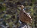 Montezuma Quail - Madera Canyon - Proctor Rd, Pima County, Arizona, June 8, 2018