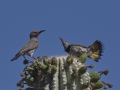 Gilded Flickers - Saguaro NP--West--Red Hills Visitors Center,  Pima County AZ,  June 4, 2018