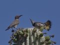 Gilded Flickers - Saguaro NP--West--Red Hills Visitors Center,  Pima County AZ,  June 4, 2018