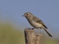 Hutton's Vireo, Barfoot Park, Cochise County, Arizona, June 13, 2018