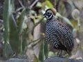 Montezuma Quail - Madera Canyon - Proctor Rd, Pima County, Arizona, June 8, 2018