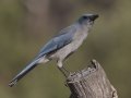Mexican Jay - Madera Canyon--Proctor Rd, Pima County, AZ, June 6, 2018