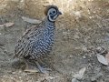 Montezuma Quail - Madera Canyon - Proctor Rd, Pima County, Arizona, June 8, 2018