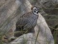 Montezuma Quail - Madera Canyon - Proctor Rd, Pima County, Arizona, June 8, 2018