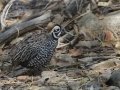 Montezuma Quail - Madera Canyon - Proctor Rd, Pima County, Arizona, June 8, 2018