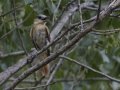 Rose-throated Becard -De Anza Trail - Tubac, Santa Cruz County, Arizona, June 8, 2018