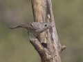 Hutton's Vireo, Barfoot Park, Cochise County, Arizona, June 13, 2018