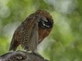 Northern (Masked) Bobwhite - Captive captive at Arizona-Sonora Desert Museum