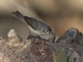 Lucy's Warbler - Paton Center for Hummingbirds, Santa Cruz County, Arizona, June 9 2018