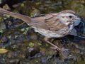Song Sparrow - - Amado WTP. Pima County, Arizona, June 5, 2018