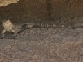 Lizard - Amado WTP. Pima County, Arizona, June 5, 2018