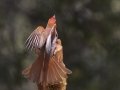 Hepatic Tanager - Madera Canyon--Proctor Rd, Pima County, AZ, June 6, 2018
