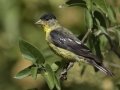 Lesser Goldfinch  -  - Amado WTP. Pima County, Arizona, June 5, 2018