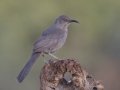 Curve-billed Thrasher  - De Anza Trail--Elephant Head Rd,  Pima County,  Arizona, June 5, 2018